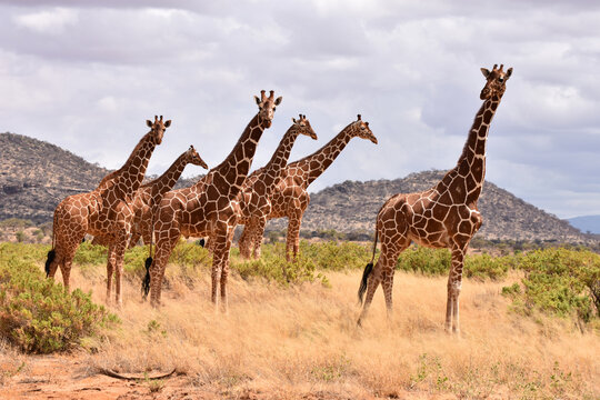 Group of Reticulated giraffes roaming the savanna