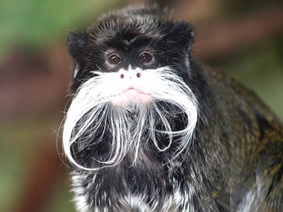 Tamarin-Monkey