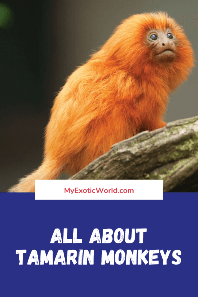 Tamarin monkey Diet, Fun Facts and Pet Care tips