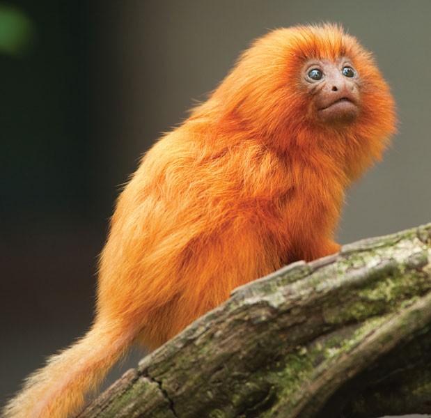 Tamarin Monkey - All you need to know about these!