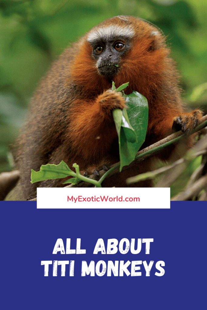 Titi Monkeys Diet, Fun Facts and Pet Care tips