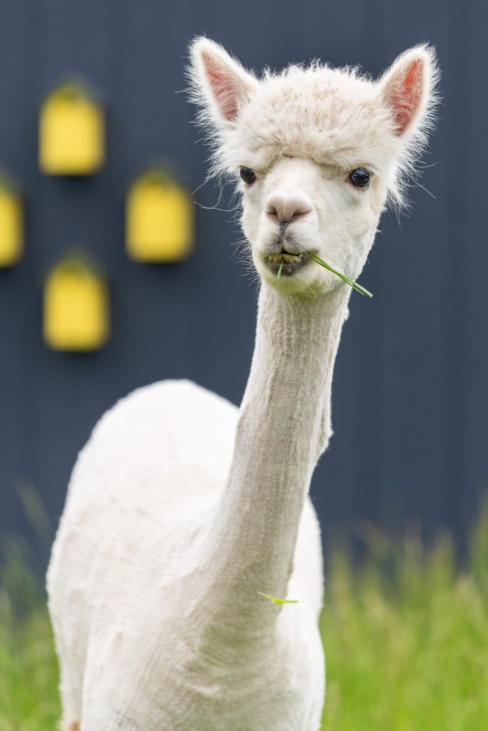 Baby llama eating
