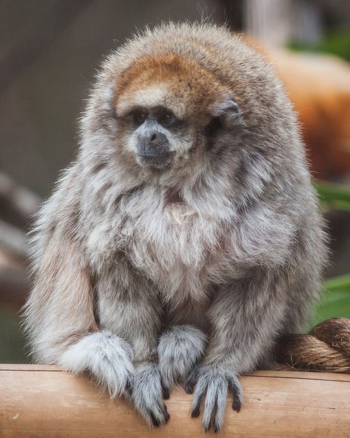 Titi Monkey