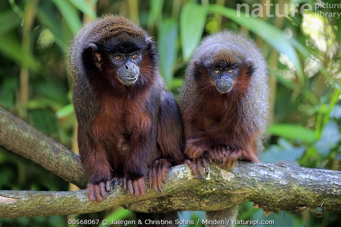 Titi Monkey