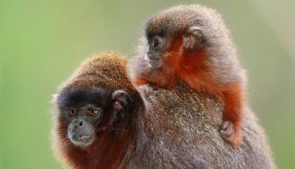 Titi Monkey