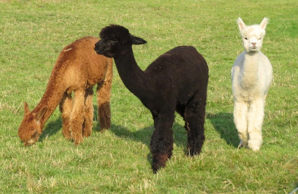 Baby llama playfully exploring its surroundings