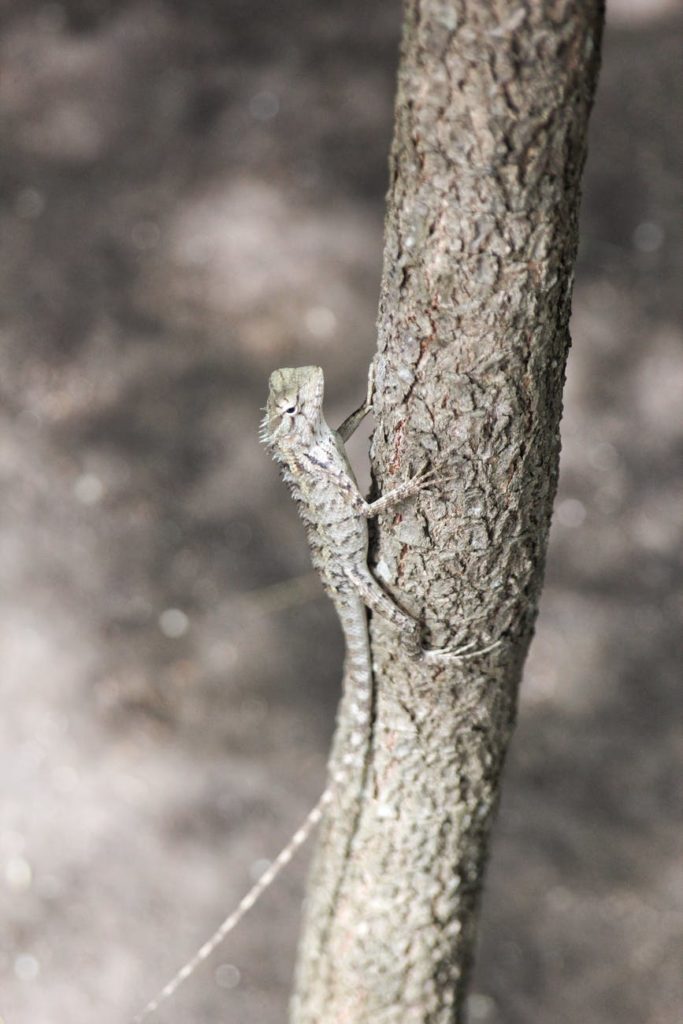 Bearded dragon exploring its vivarium