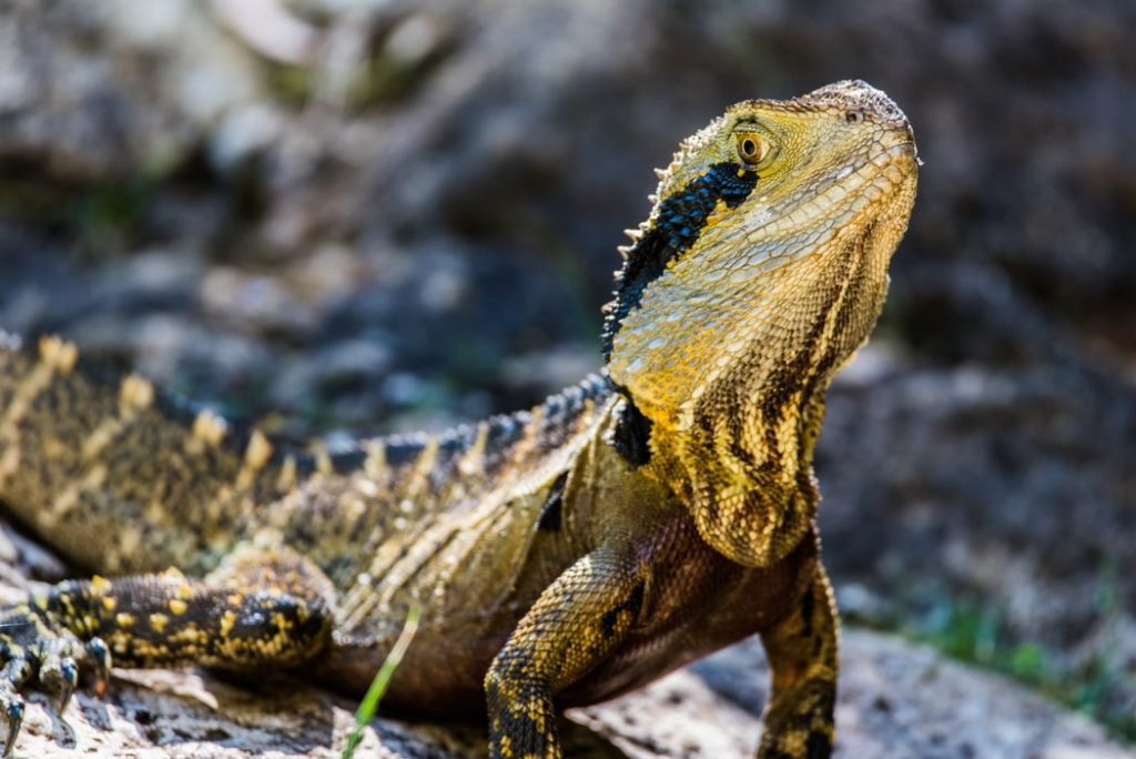 Bearded dragon shedding its skin