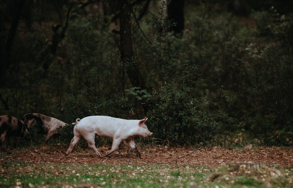 Yorkshire pig at a livestock show or fair