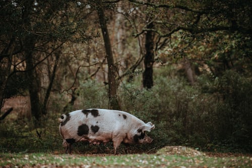 Yorkshire pig enjoying outdoor exercise