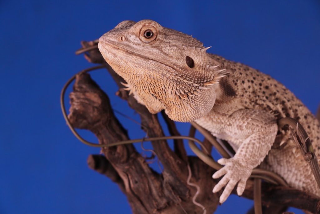 Close-up of a bearded dragon's face and spiky scales