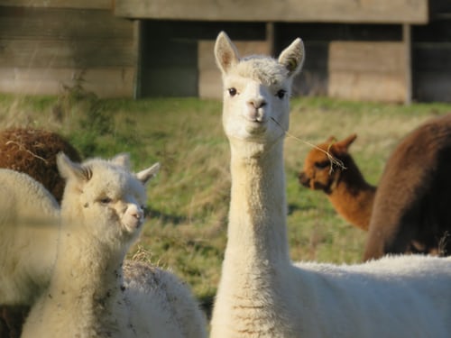 Baby llama engaging in social interaction