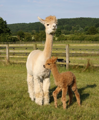 Adorable baby llama with a fluffy coat