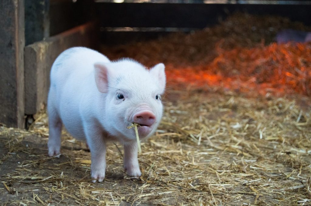 Yorkshire pig grazing in a pasture