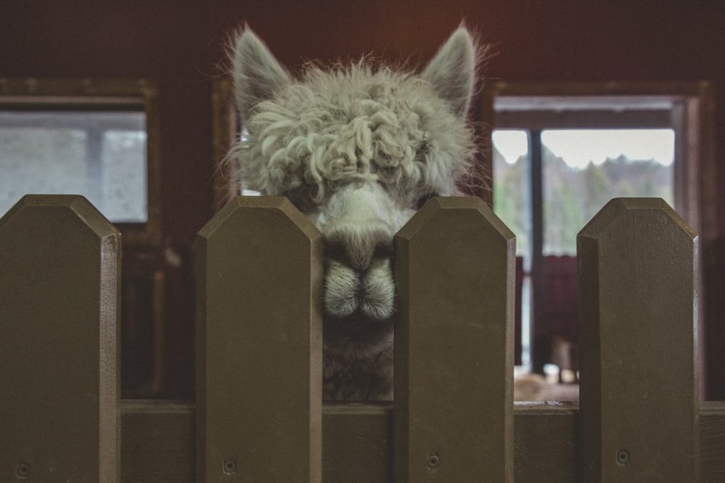 Baby Llamas closeup shot
