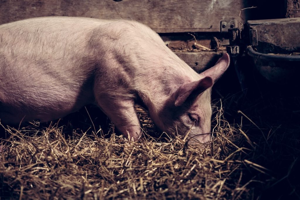 Yorkshire pig grazing in a pasture