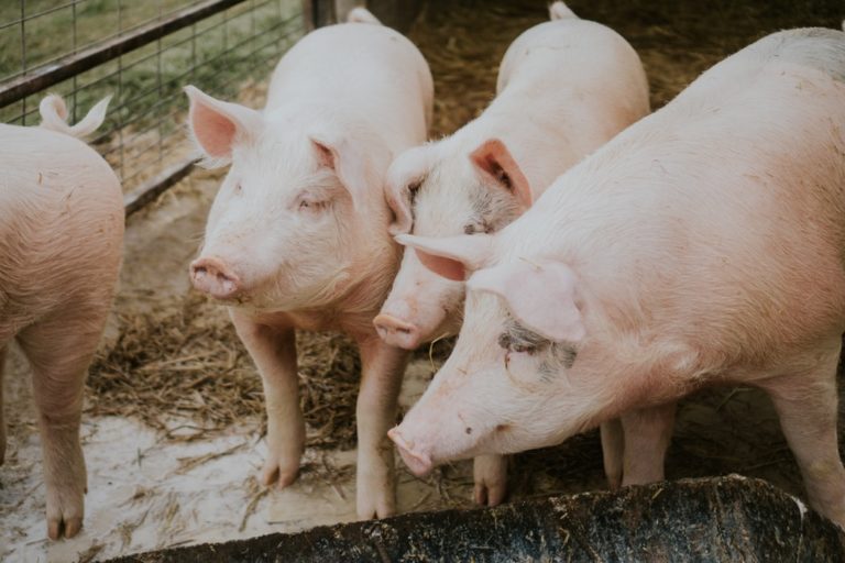 Yorkshire Pigs: Characteristics, Origin, Care, and Meat Production