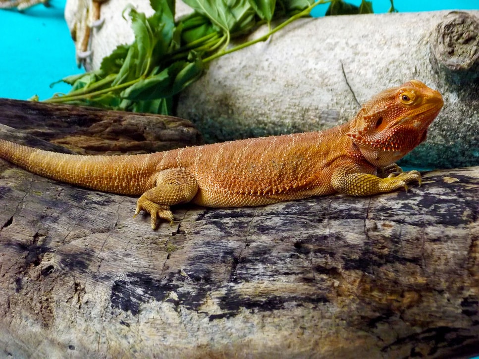 Bearded dragon perched on a branch or rock