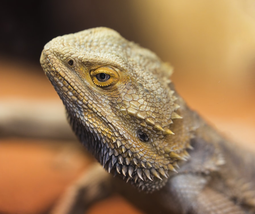 Bearded dragon perched on a branch or rock