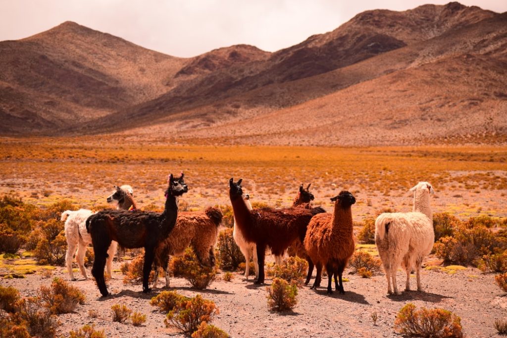 Baby llama bonding