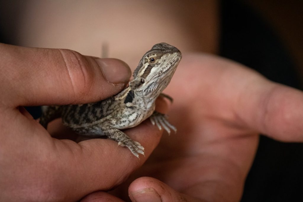 bearded dragon guide