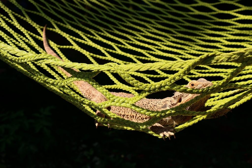 Bearded dragon showing its unique color pattern