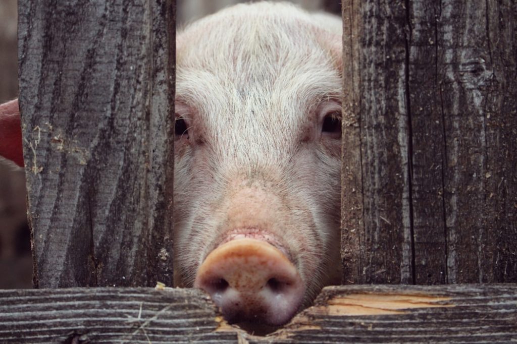 Close-up of a Yorkshire pig's face