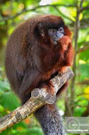 Titi Monkey