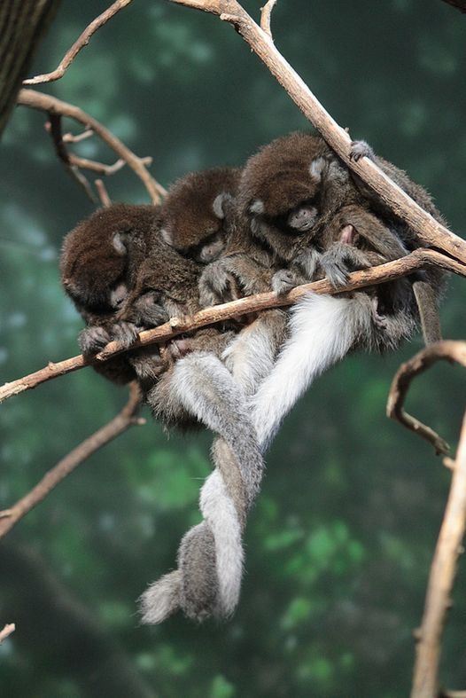 Titi Monkey