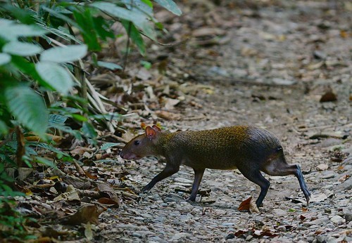 Agouti as Pet? Check Agouti Facts, Diet and as predators