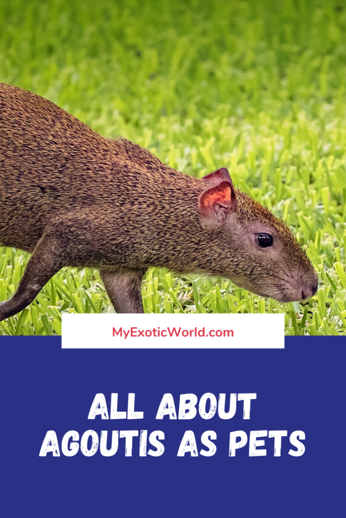 Agouti as Pet? Check Agouti Facts, Diet and as predators?