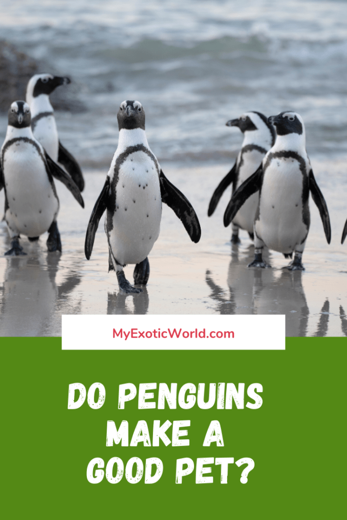 Why Penguins as pets