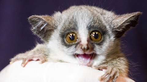 Bushbaby - All about Bushbaby as pets