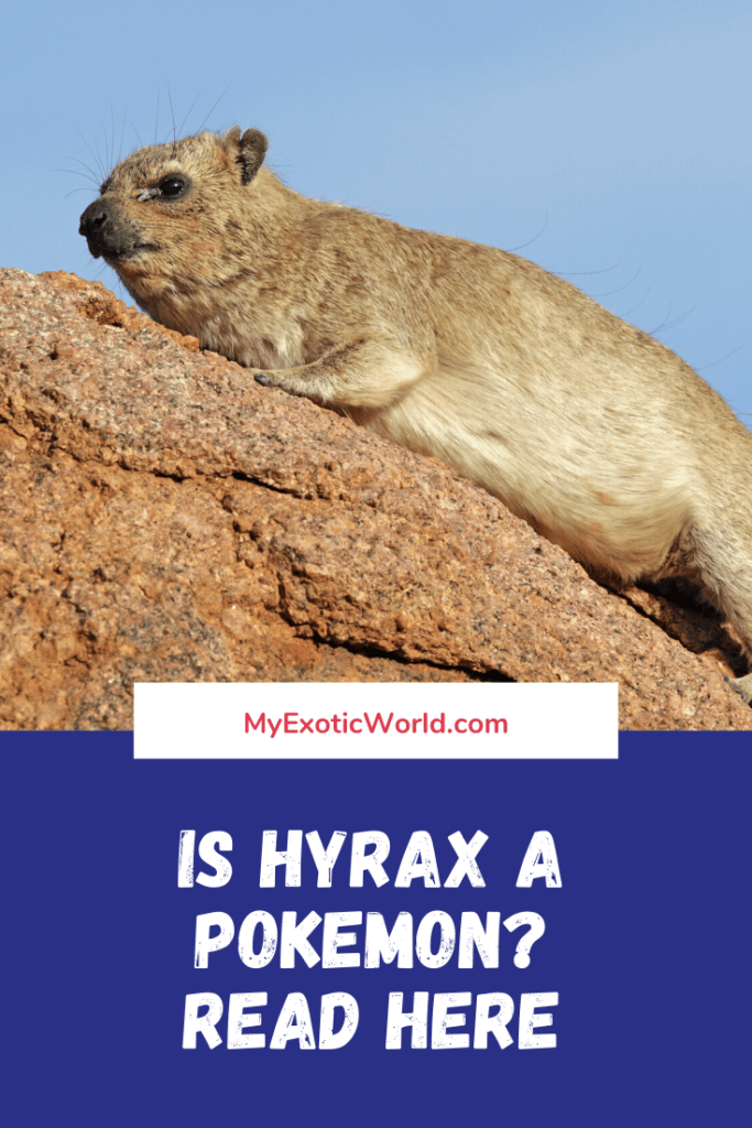 Is Hyrax a Pokemon