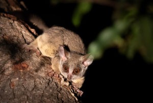 Lesser Bushbaby