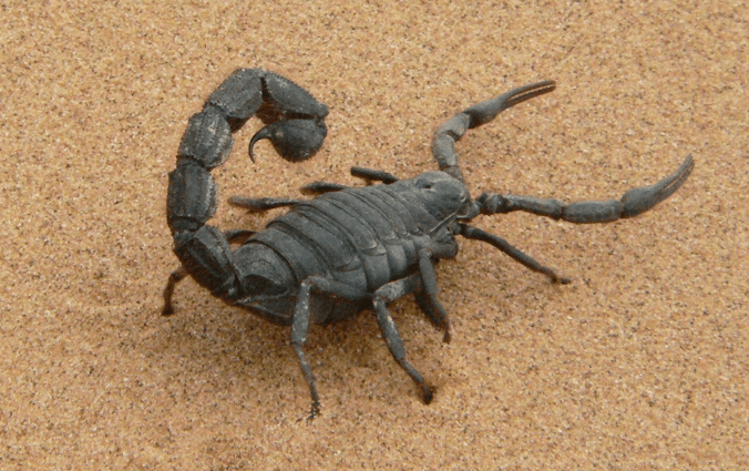Emperor Scorpion- The World's Largest Scorpion