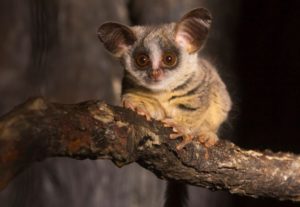 Mohol Bushbaby