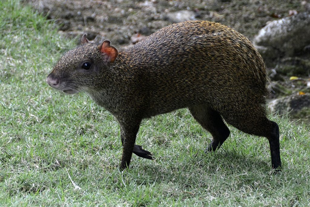 Agouti as Pet? Check Agouti Facts, Diet and as predators?