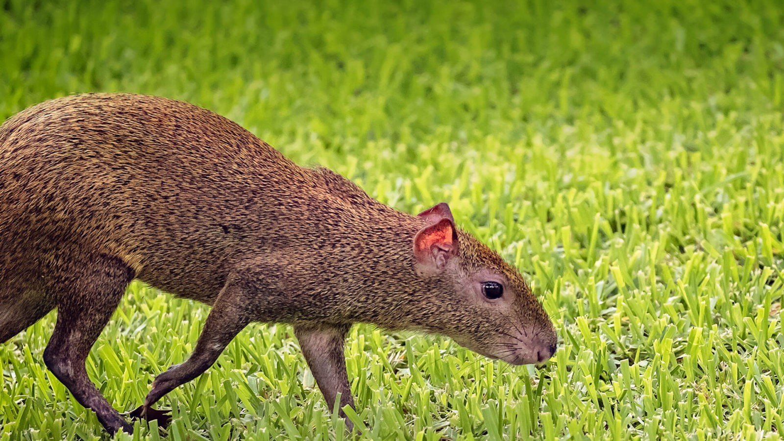 Is an Agouti Related to a Squirrel? Agoutis as pets? Read Here!