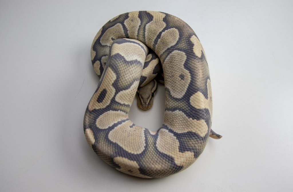 Ball python as a pet