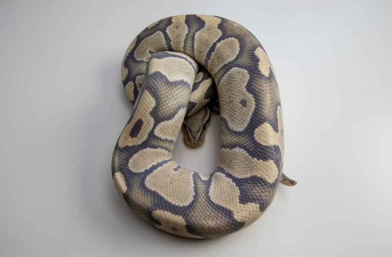 Ball Pythons are venomous. Get your facts checked with this article!