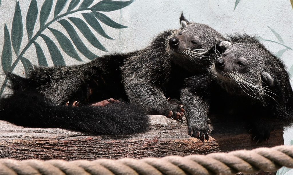 What are binturongs? Are they endangered? – My Exotic World