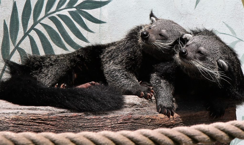 binturong - myexoticworld