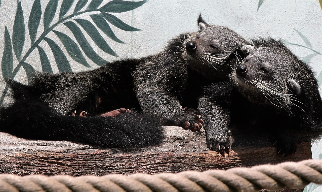 What are binturongs? Are they endangered?