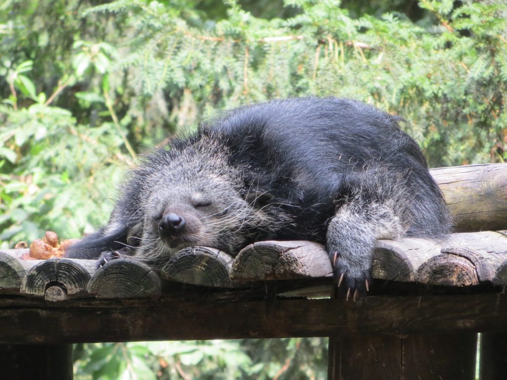 binturong