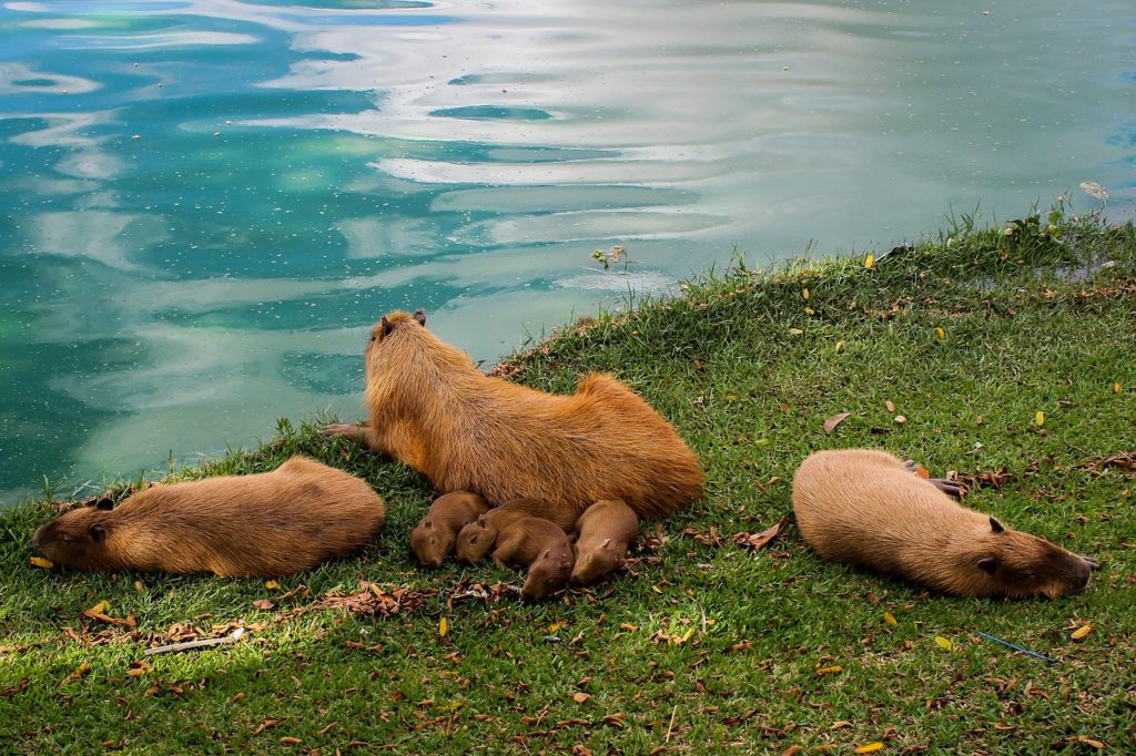 capybara as pets - myexoticworld