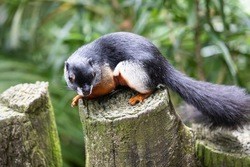 Prevost Squirrel Fun Facts and Pet Care tips!