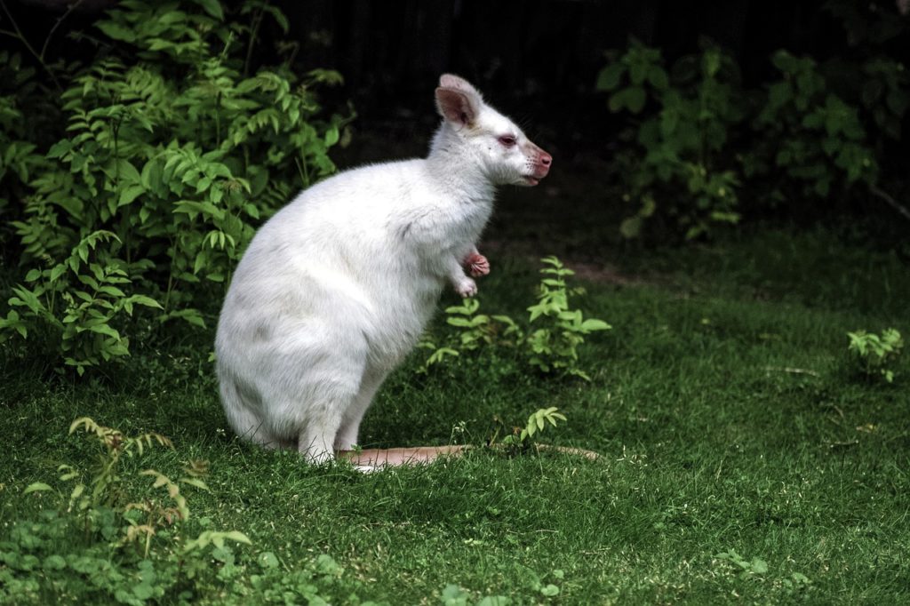 albino wallaby - Wallaby as Pets, Species, Facts and their Kangaroo relatives