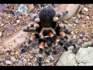 Mexican Red knee Tarantula – Origin, Facts. Are they Venomous? – My