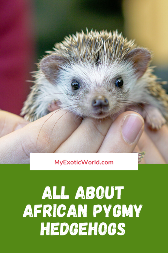 African Pygmy Hedgehogs